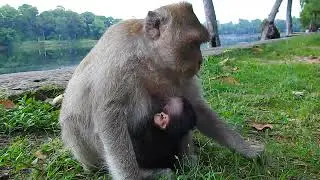The MOST Adorable Baby Animals You've EVER Seen!