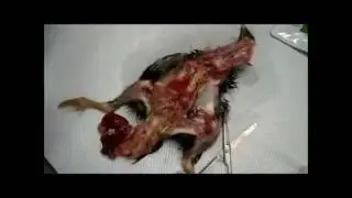 [BIONOTE Rapid] 뉴케슬병(Newcastle disease) 검체 체취 방법