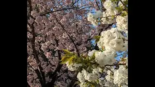Сезон Сакуры в Японии / Sakura Season in Japan