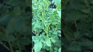 ЛУЧШЕЕ СРЕДСТВО ОТ КАРАЛАДСКОГО  жука. АВЕРСЕКТИН С.