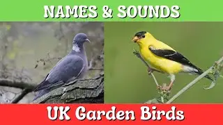 Exploring the Enchanting World of UK Garden Birds || Names and Sounds of Common British Garden