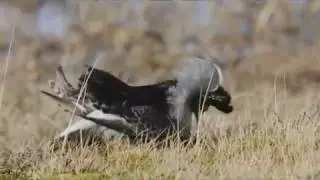 Таймырская тундра с Сергеем Горшковым