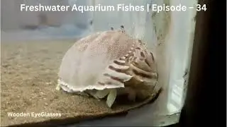Freshwater Aquarium Fishes | Episode – 34