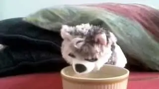 Transik Husky