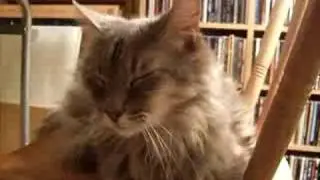 Mr. Tig-Tig.... in repose.