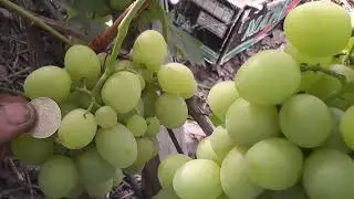 Сорти винограду "Спонсор" "Озон" "Рафинад" - сезон 2022