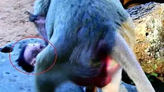 The first time that mom Popeye Do wrong on her baby Polly , New baby Polly cry cos mom do like this