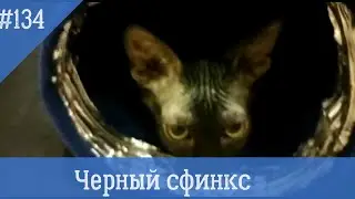 Кошка Буся черный сфинкс