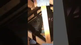 Raccoons in Attic in Miami