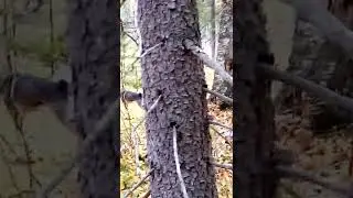 работа по лосю зсл.