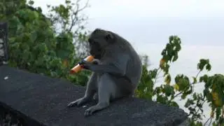 Monkeys of Pura Uluwatu, Bali