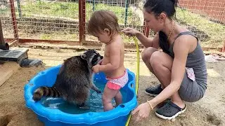 RACCOON BATHED A CHILD IN THE POOL