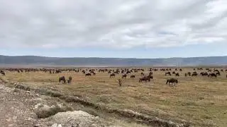 Великая Миграция 🌴 в Африке