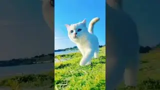 The beautiful Kitty 😸 looks pretty ❤️#short
