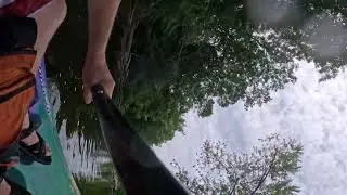 Dam! Nice beaver!