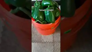 На старт...внимание... #заготовкиназиму #урожай #видео #шортсы #ютуб