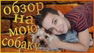 ОБЗОР НА МОЮ СОБАКУ - Pasha Pro