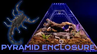 Venomous Giant Death Stalker Scorpion gets New Pyramid Shaped Enclosure | Pyramid Terrarium Build