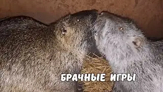 НУТРИИ. Брачные игры СЁМЫ. Покормили зверьков и уехали к родителям. 16. 02. 25
