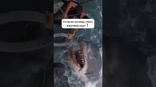 5 ПРАВИЛ БЕЗОПАСНОГО ПЛАВАНИЯ, ЧТОБЫ НЕ СТАТЬ ЖЕРТВОЙ АКУЛ 🦈 