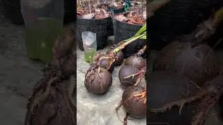 Саженцы молодых кокосов #кокос #food #foodie #саженцы #shorts #shortsvideo