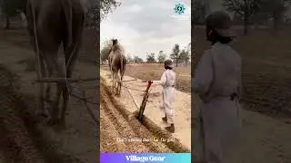 Farming with a CAMEL?! 🐫 Then a Girl with an OX! So COOL! 