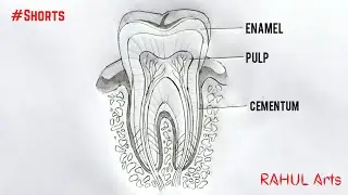 How to Draw Structure of a Tooth 