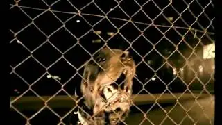 Çamlıca Gazoz   Köpekli Efsane Reklamı