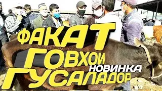 Мол бозор Регар / Точикистон Регар бозори Пахтообод нархои гусаладор