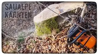 Stihl MS 361 🪚 im Forsteinsatz, Brennholz 🔥 und Kalamitätsholz 🪵