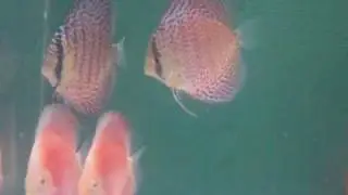 Sunrise Tropicals Discus Fish 2009.08.17