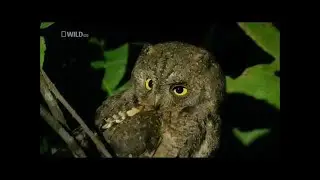 Wild Thailand: A Land of Beauty [Nat Geo WILD Documentary]