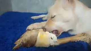 А вы когда-нибудь ели, что-то настолько вкусное?