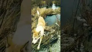 #прогулканаприроде