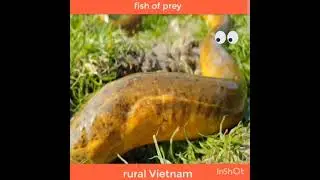 Big Eel VS Big Mouth Fish