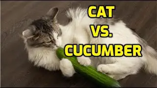 Why Are Cats Afraid Of Cucumbers?