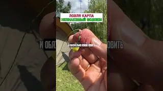 КАК ЛОВИТЬ КАРПА на незнакомом водоёме? #карпфишинг