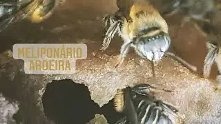 Veja como está a divisão de abelhas MANDURIS.