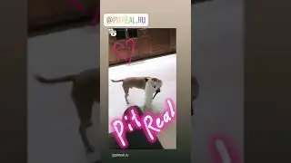 Так живут питбули из ПитРеал