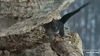 Great Spirit Bluff Falcons - Cliff : 2 Female fighting  (explore.org 03 01 2023)