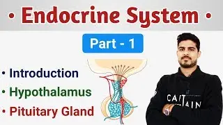 Hypothalamus & Pituitary Gland || Endocrine System Short Review Part - 1