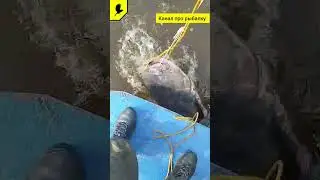 Летняя рыбалка на сома #прорыбалку #сом #рыбалкавидео #fishing