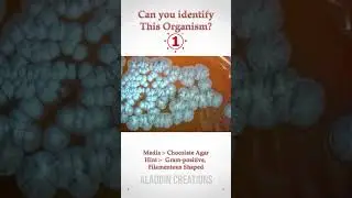 Can you guess these Colonies ? 🤔🧐🤓 #quiz 345 #shorts