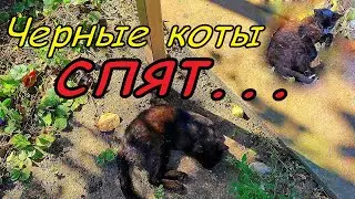 Кот черныш и кот черныш младший СПЯТ! Бужу котов, а они против!!!