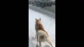 Я кормлю уток, а Акита-ину Буч мечтает, чтоб утки стали его кормом