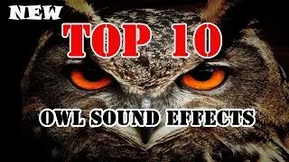 Owl Sound Effects / Top 10 / Games Sounds JK