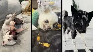 Funny and cute DOGS🐶Videos🔶 Сompilation  # 13🔶