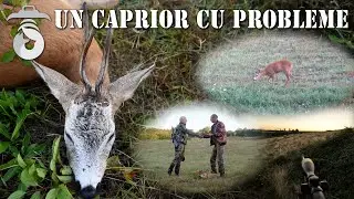 Un Caprior cu Probleme (A Roebuck with Problems)