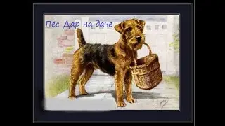 Пёс Дар на даче | Купальный сезон открыт!