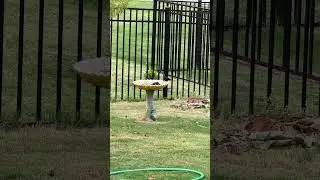 Birds in backyard #bird #nature #shorts #youtubeshorts #birds #backyard